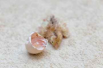 Obraz na płótnie Canvas The chicks were hatched from an egg