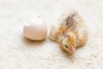 The chicks were hatched from an egg