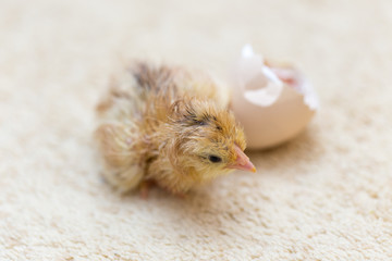 The chicks were hatched from an egg