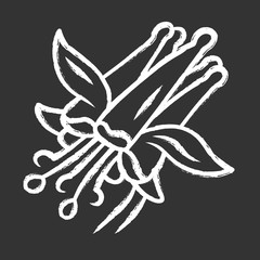 Crimson columbine chalk icon. Aquilegia formosa. Blooming wildflower. Spring blossom. Red columbine. Wild herbaceous plant. Isolated vector chalkboard illustration