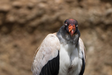 vautour