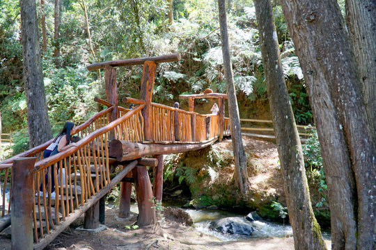 People enjoy a healthy trip in the public park Arvi in the city of Medellin, with a lot of trees, wood bridge and a river