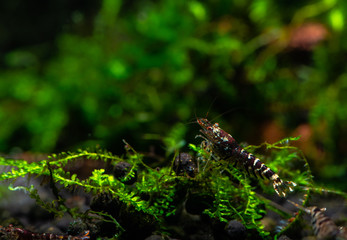 Tiger shrimp pets aquarium fresh water nature pets dark background