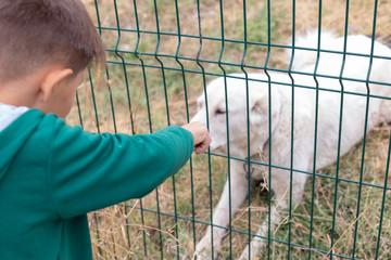 children want to take home a white stray dog behind bars of a dog shelter