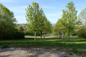 Well aligned trees in the park