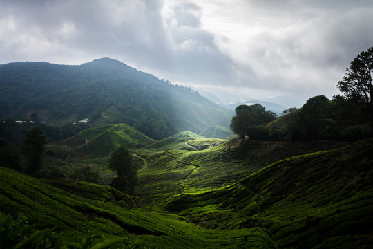 Catching the light at the tea plantations of the Cameron Highlands in Malaysia