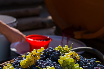 Wine-making. Technology of wine production. The folk tradition of making wine. Wine production in Moldova. The ancient tradition of grape processing.