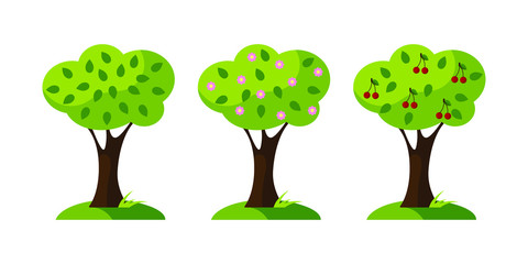 A set of trees, a flat design, stages of ripening cherry fruit. Vector illustration. EPS10