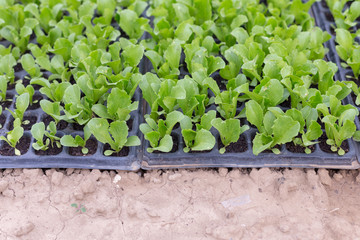 Growing seedlings of young cabbage in a greenhouse