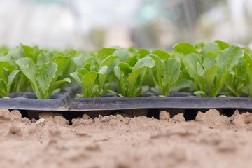 Growing seedlings of young cabbage in a greenhouse