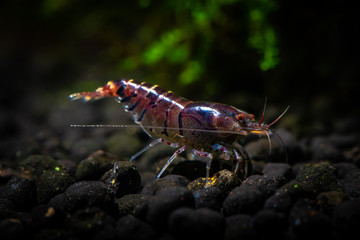 Tiger shrimp pets aquarium fresh water nature pets dark background