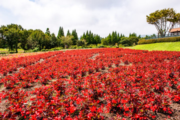 久住高原のベゴニア