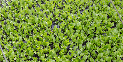 Growing seedlings of young cabbage in a greenhouse