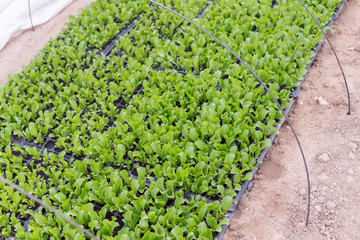 Growing seedlings of young cabbage in a greenhouse