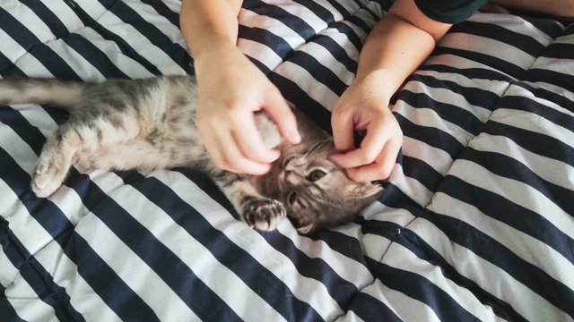 Love pet . Happy cat lovely comfortable sleeping by the woman stroking hand grip at . woman playing with her tabby Scottish fold cat feeling relaxing pleasing when been cuddling by an owner. 