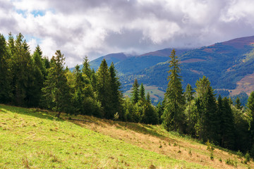 grassy meadow on the hillside. spruce forest on top of a hill. borzhava mountain ridge in the...