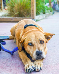 Rare Dog with Two Different Eyes Colors.