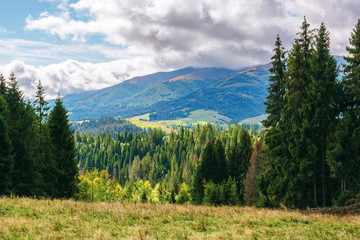 Fototapeta na wymiar coniferous forest on the grassy hill in mountains. borzhava mountain ridge in the distance beneath a cloudy sky. wonderful early autumn weather in carpathians