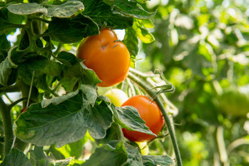 Delicious orange tomatoes hanging on a branch in a greenhouse. Summertime in Österlen Sweden. Harvest.