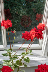 Pelegonium in the greenhouse