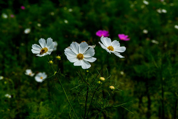久住高原のコスモス