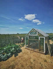 greenhouse with tomato plants
