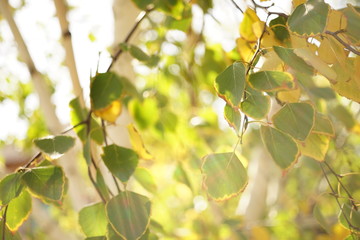 Green and yellow birch tree leaves on the branches. Autumn garden at sunny day. Selective focus. Natural background