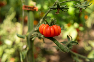 A singe red delicious tomato on a branch in a greenhouse. Summertime in Österlen, Sweden. Harvest.