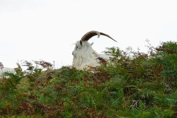 Kashmir Goat in a Welsh Meadow