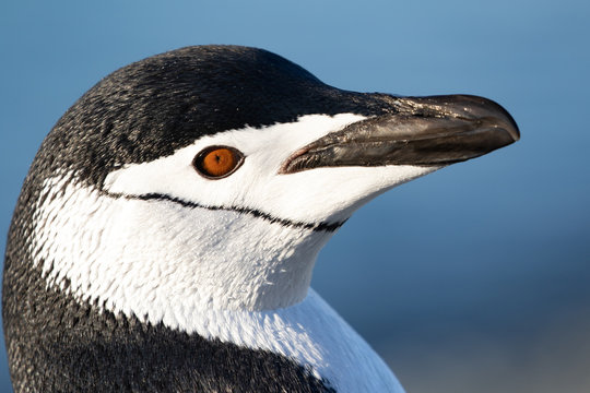 Chinstrap Penguin Closeup
