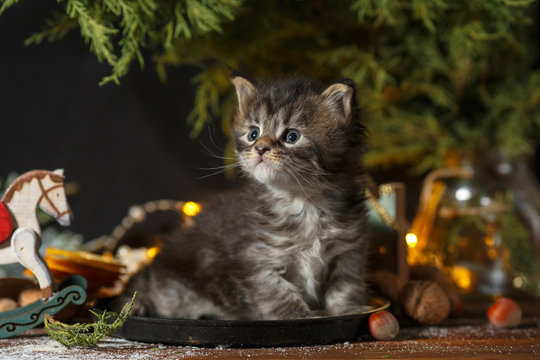funny little cat and christmas tree