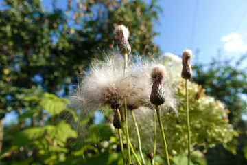 Fluffy, white prickly race against a blue sky