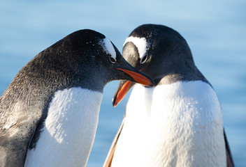 Gentoo Penguins Cuddling © Craig