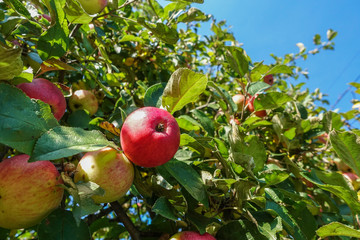 Red ripe apples on apple tree branch, blue sky background
