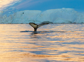Humpback Whale Tail at Sunset
