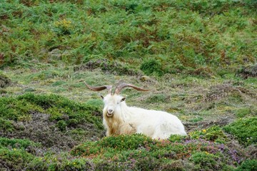 Kashmir Goat in a Welsh Meadow