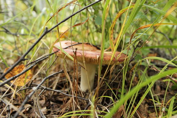 Mushroom in the forest closeup 2