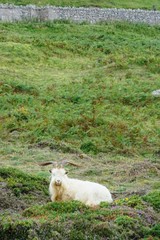 Kashmir Goat in a Welsh Meadow