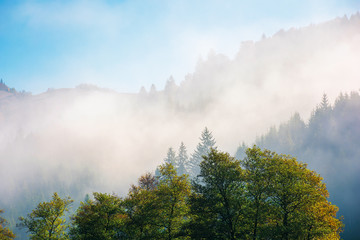 Fototapeta premium wonderful autumn weather in mountains. distant forested hills in thick fog. sunny morning in carpathians. beautiful nature scenery