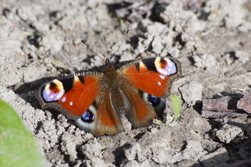 Motyl ,motyl na piasku ,owad