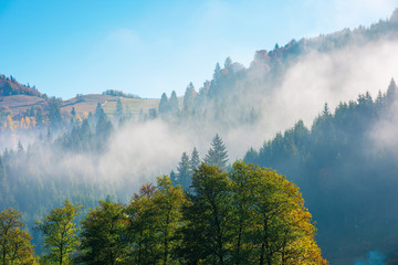 wonderful autumn weather in mountains. distant forested hills in hazy mist. sunny morning in carpathians. beautiful nature scenery