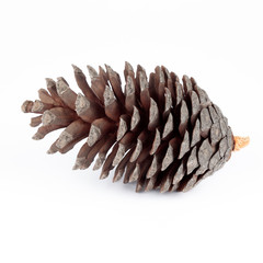 Pine Cone Cutout