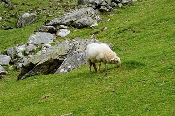Fototapeta premium Sheep Grazing in a Pasture