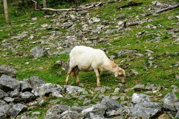 Fototapeta premium Sheep Grazing in a Pasture