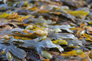 Close up of bladder wrack seaweed on Cornish beach