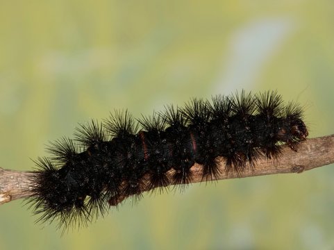Giant Leopard Moth caterpillar (Hypercompe scribonia) insect on branch, Woolly Bear nature Springtime pest control.