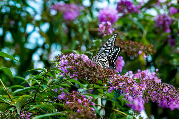 久住高原の花壇