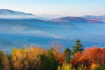beautiful misty autumn morning in mountains.  forested hills in fall foliage. fog rising above the valley. sunny weather with clear azure sky. magical moments of carpathian rural landscape