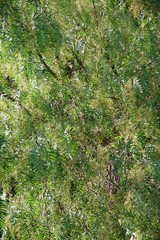 Close-up view of the dense green lush foliage of a pepper tree