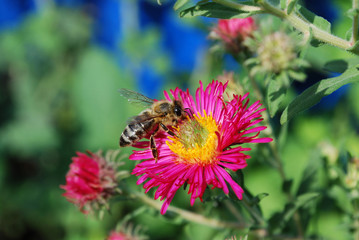 bee on a flower